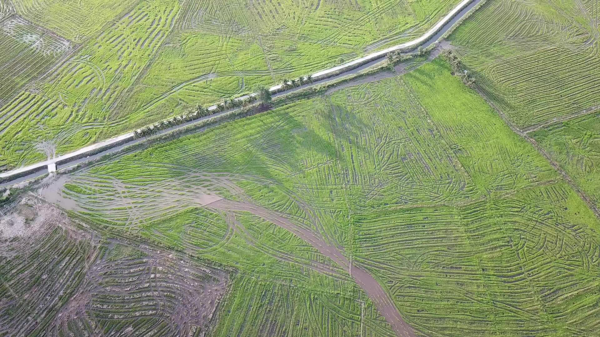 空中飞越稻田泥炭地视频的预览图