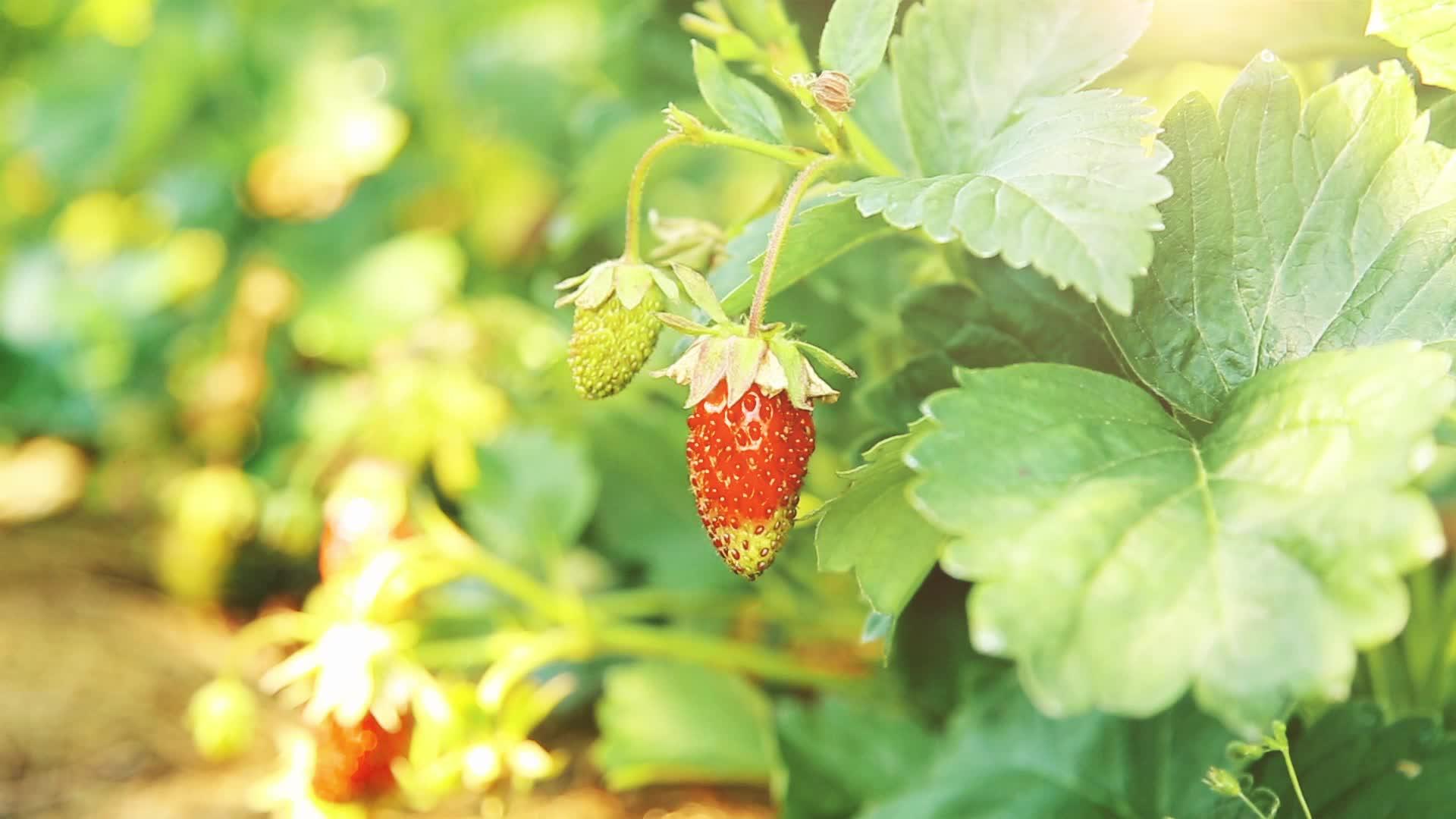 夏季红甜草莓成熟视频的预览图