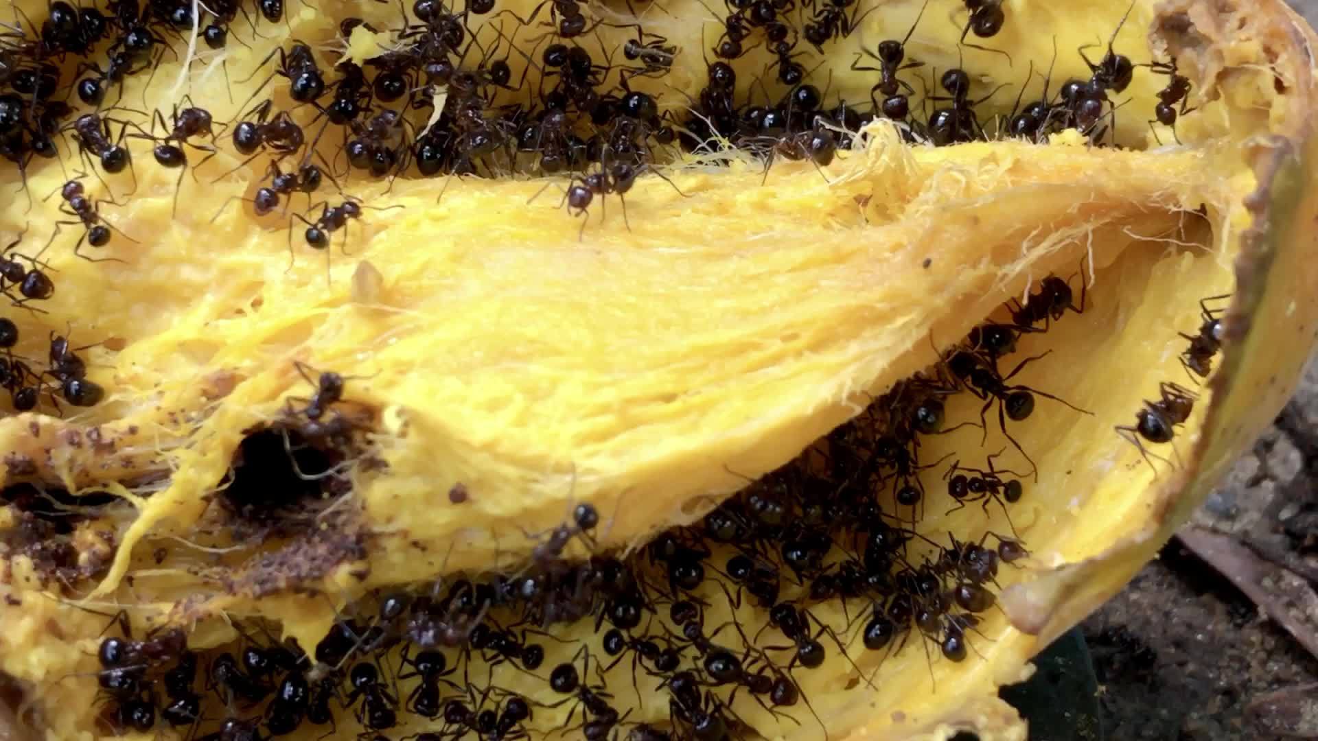 蚂蚁在花园里吃腐烂的芒果水果视频的预览图