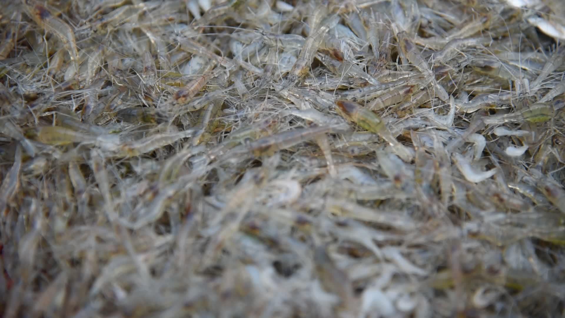 小型淡水虾视频的预览图