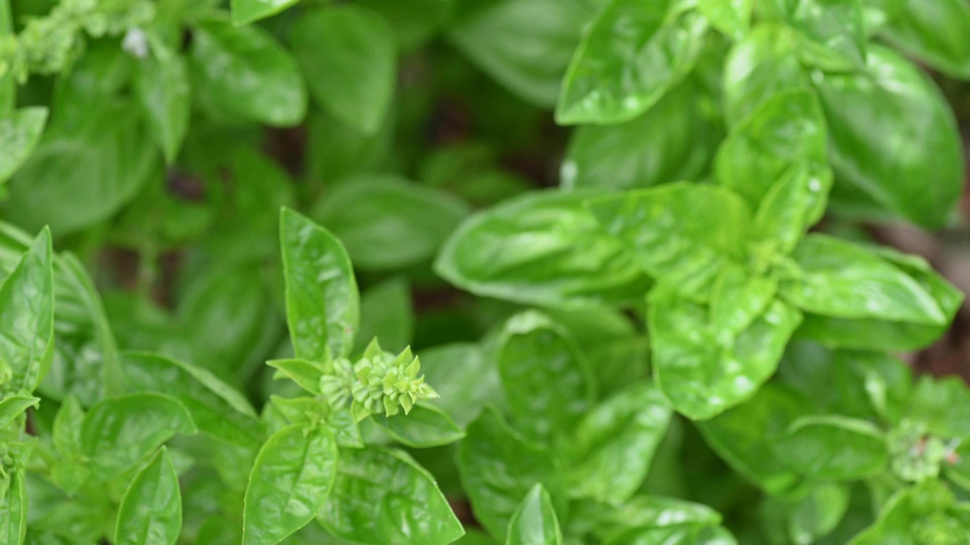 Basil食品用植物视频的预览图