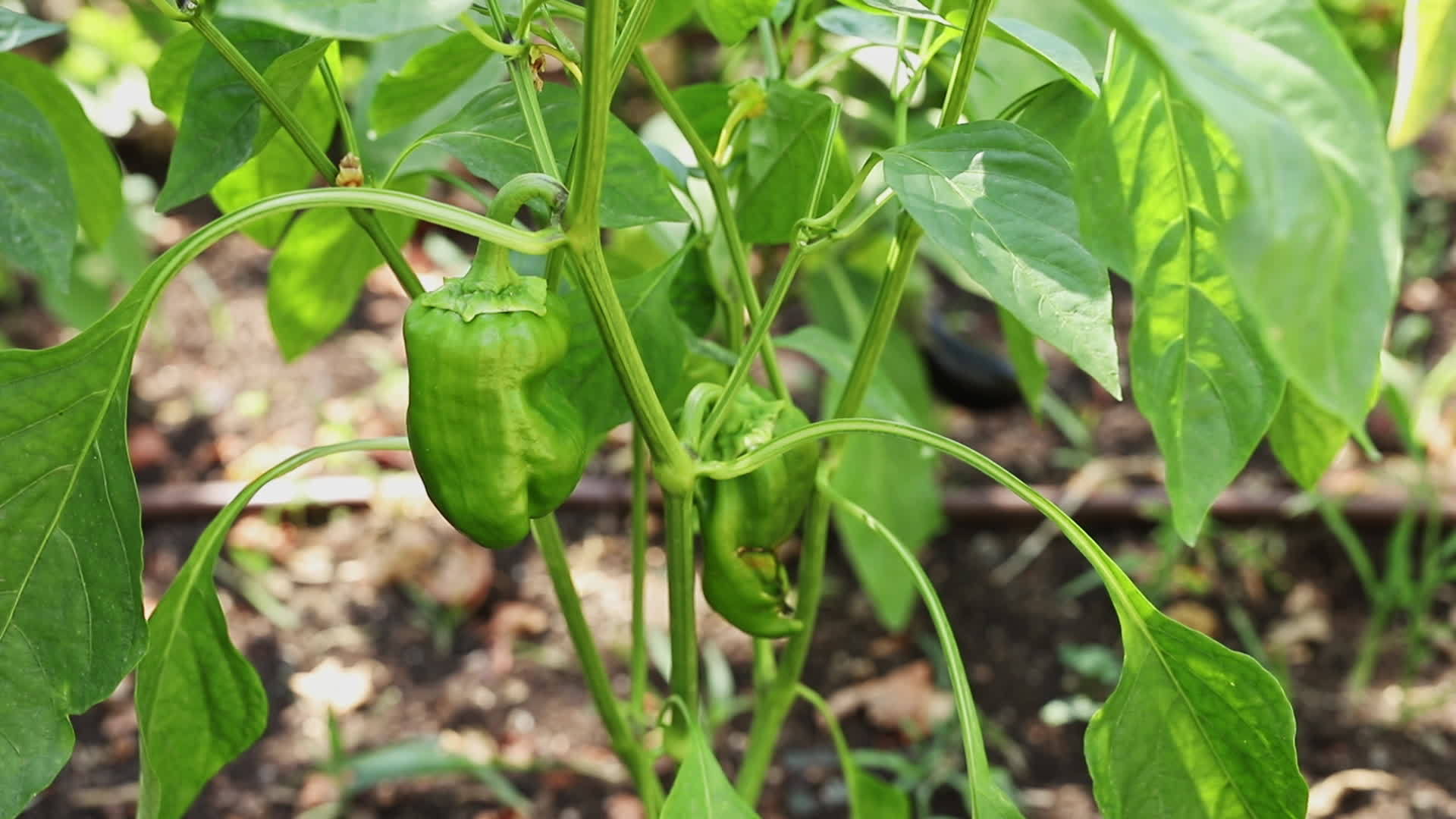 把绿胡椒放在花园里视频的预览图
