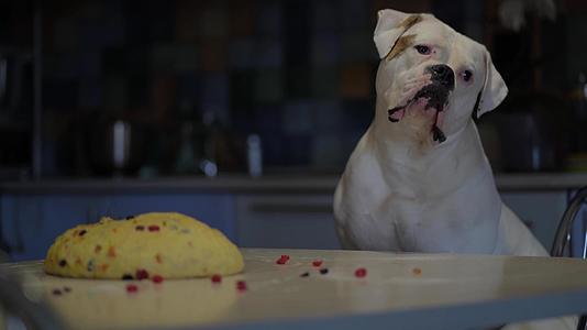 狗帮主人做食物一只狗和一只美国斗牛犬坐在厨房的桌子上视频的预览图