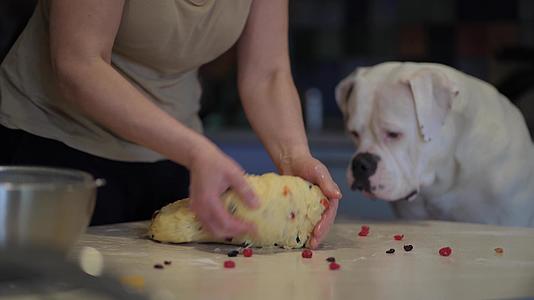 狗帮主人做食物一只狗和一只美国斗牛犬坐在厨房的桌子上视频的预览图