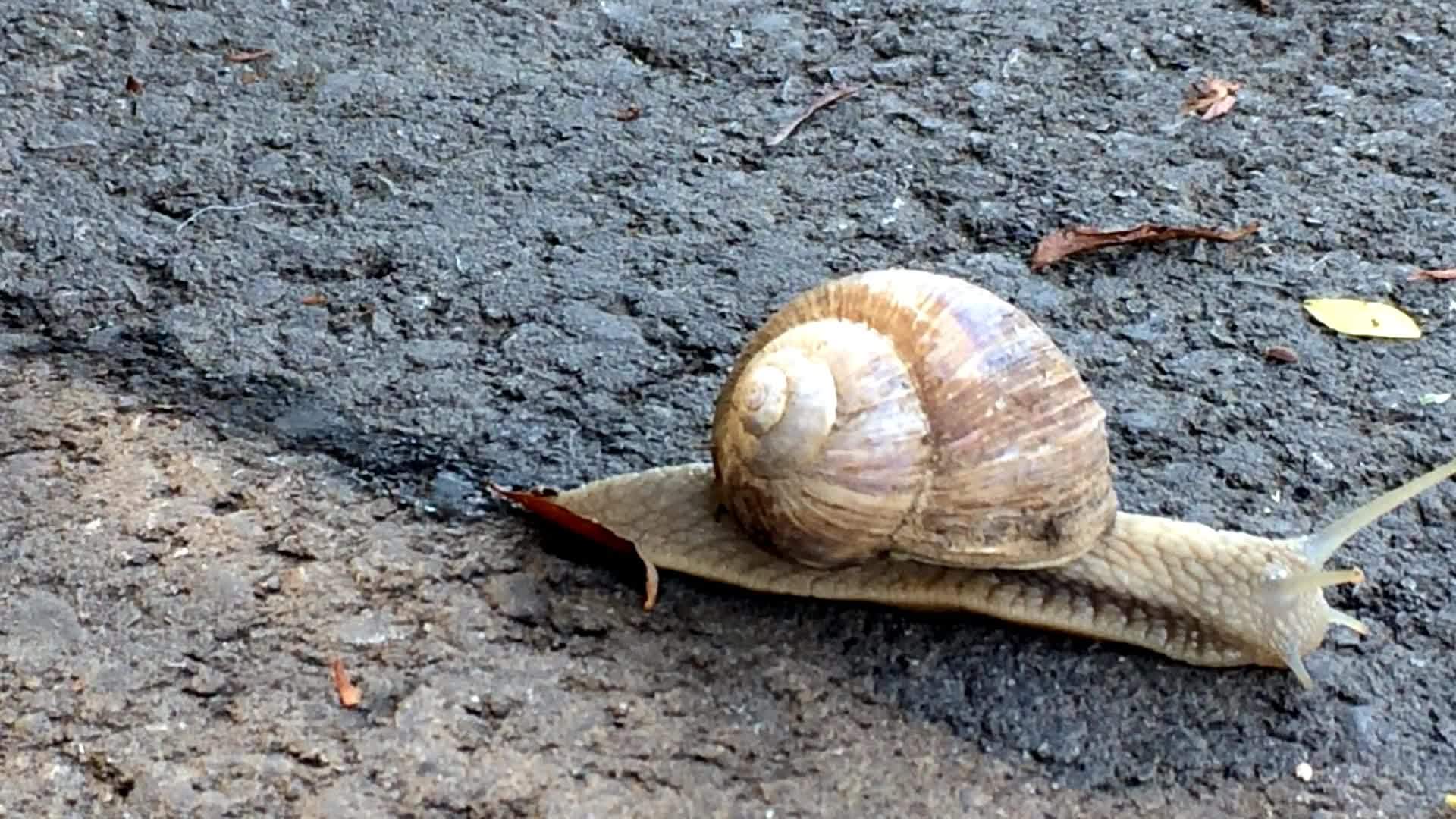 一条吃蜗牛的路视频的预览图