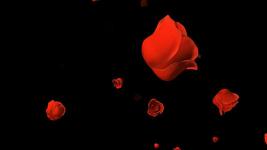 透明通道向前飘的玫瑰花朵视频的预览图