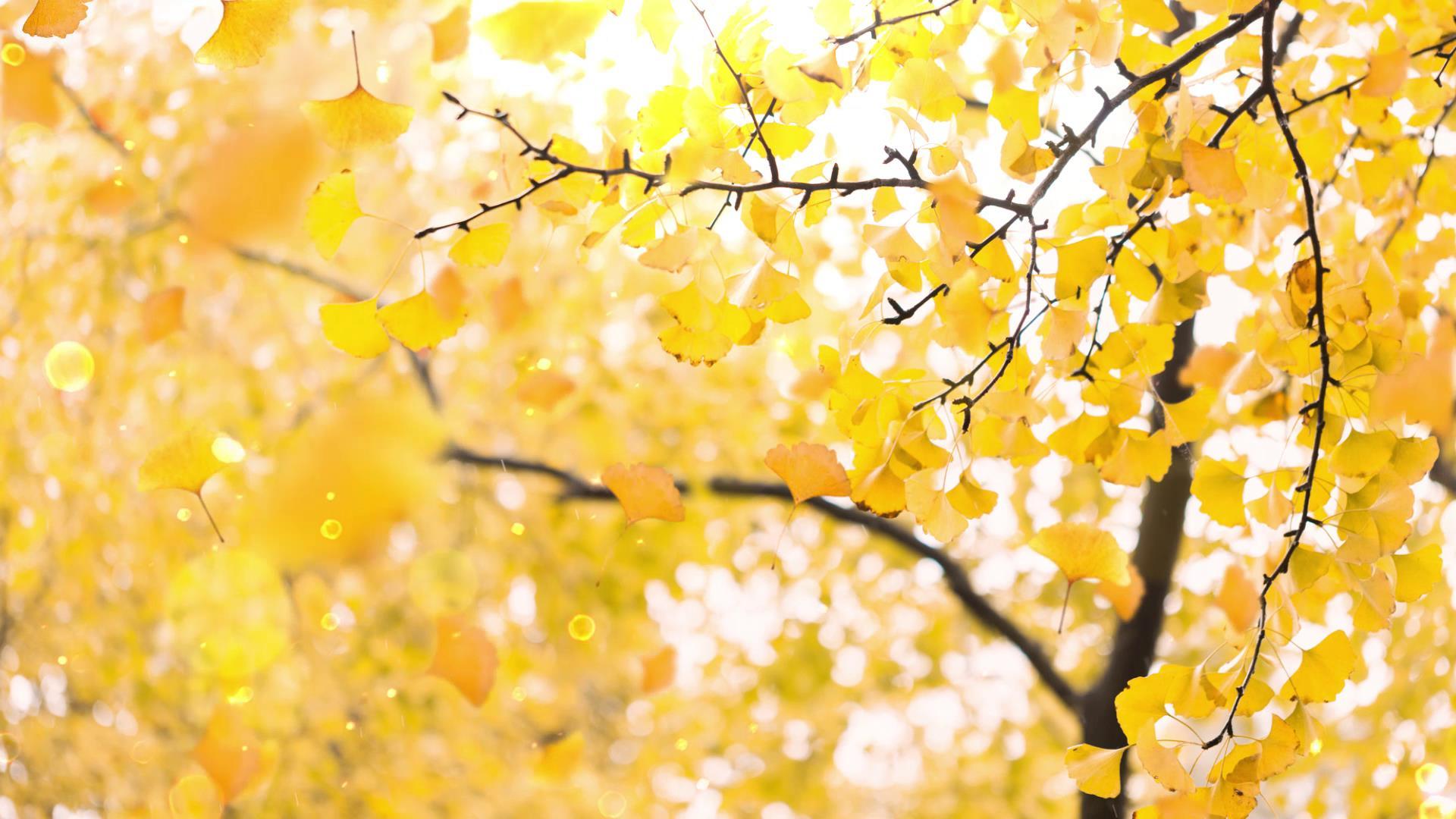 银杏叶秋天背景视频的预览图