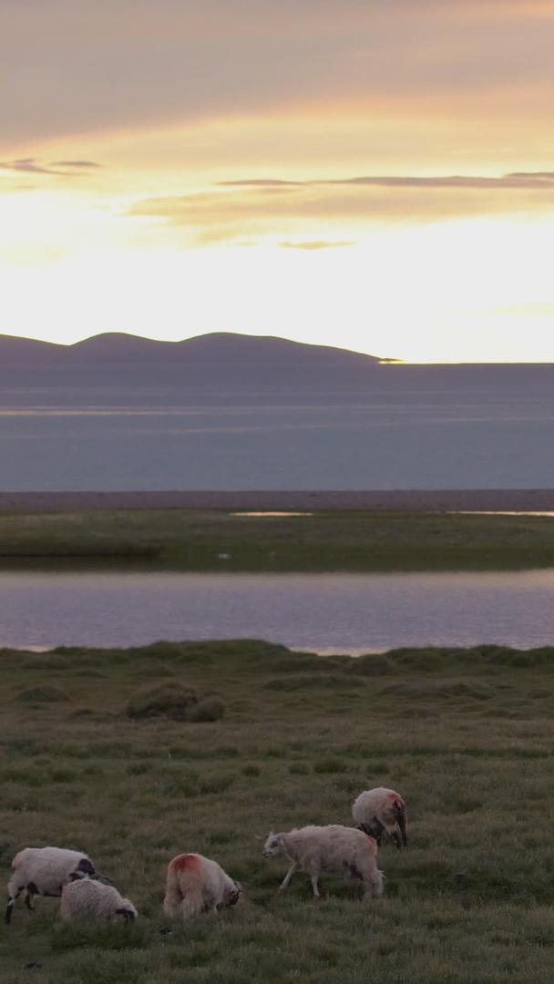 在夕阳下养殖绿地上放牧牧羊视频的预览图