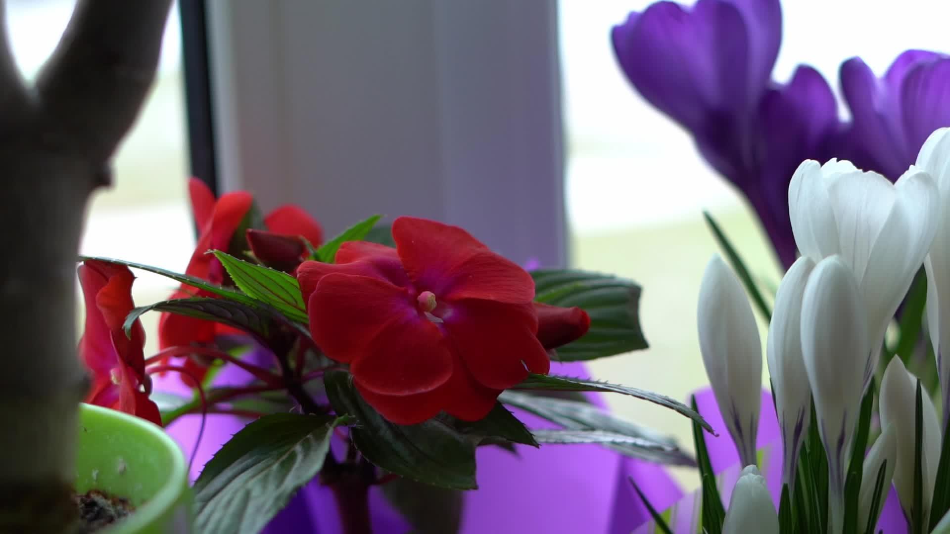 美丽的红色巴萨姆花站在一个锅的窗台上视频的预览图