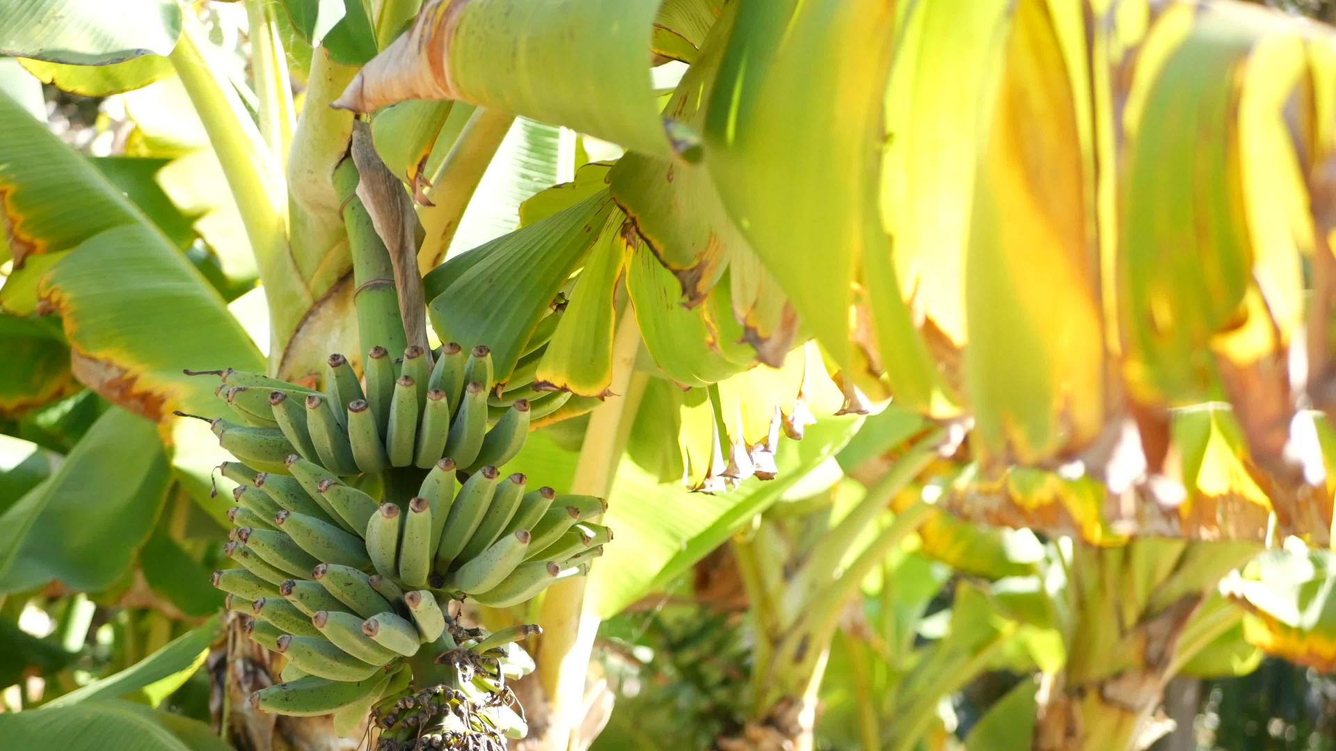 绿黄香蕉树果树异国情调的热带阳光明媚的夏日气氛视频的预览图