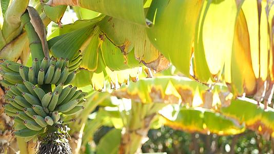 绿黄香蕉树果树异国情调的热带阳光明媚的夏日气氛视频的预览图