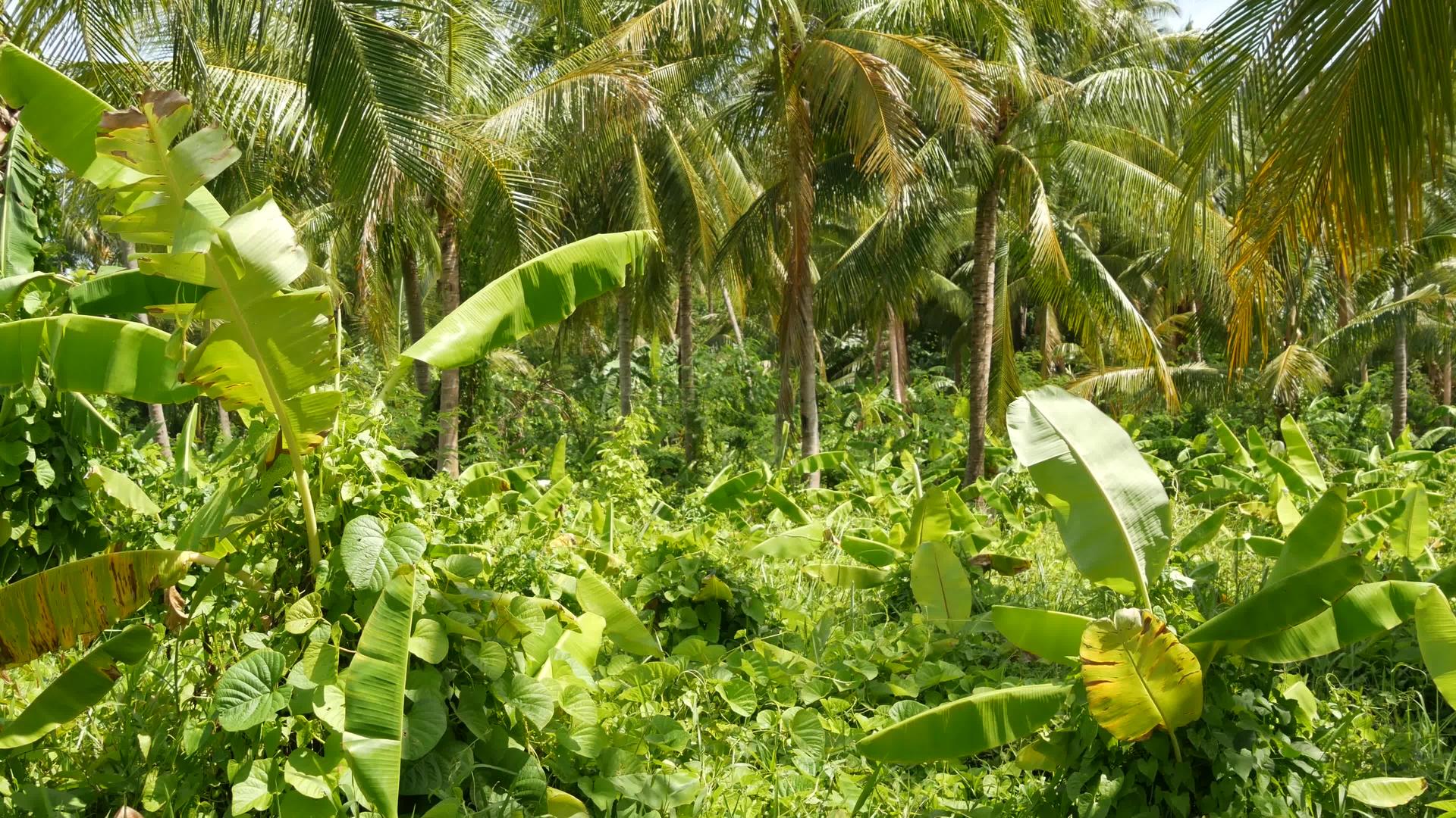 明亮的绿色香蕉种植园和可可椰子树在阳光明媚的日子里视频的预览图