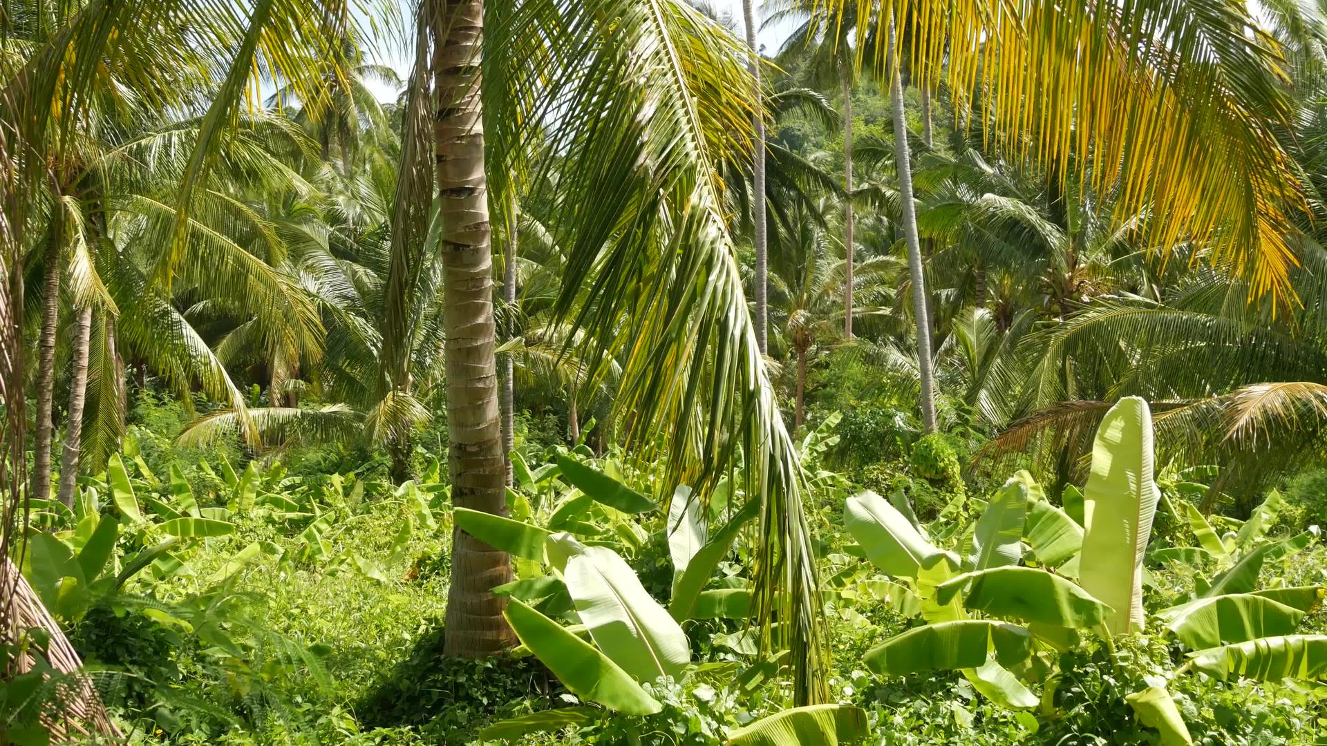 明亮的绿色香蕉种植园和可可椰子树在阳光明媚的日子里视频的预览图