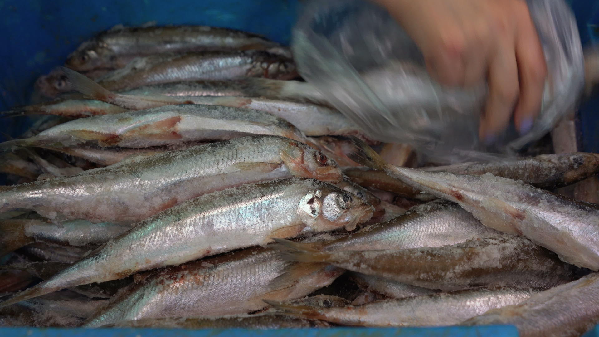 鱼市柜台上的冷冻熔炼鱼近手显示视频的预览图