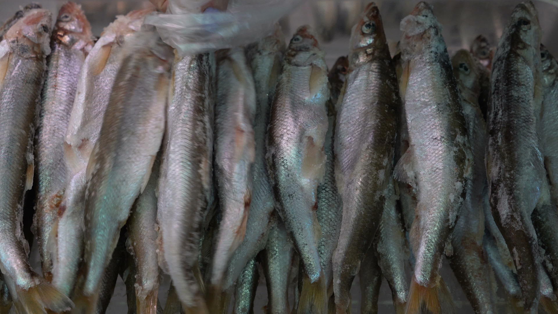 在海鲜市场柜台选择冷冻融鱼的女性手视频的预览图