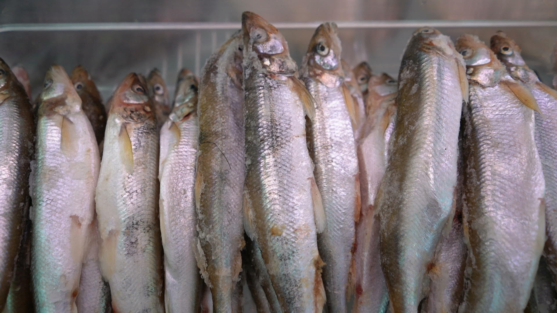 近视鱼市柜台大量冷冻融化的鱼视频的预览图