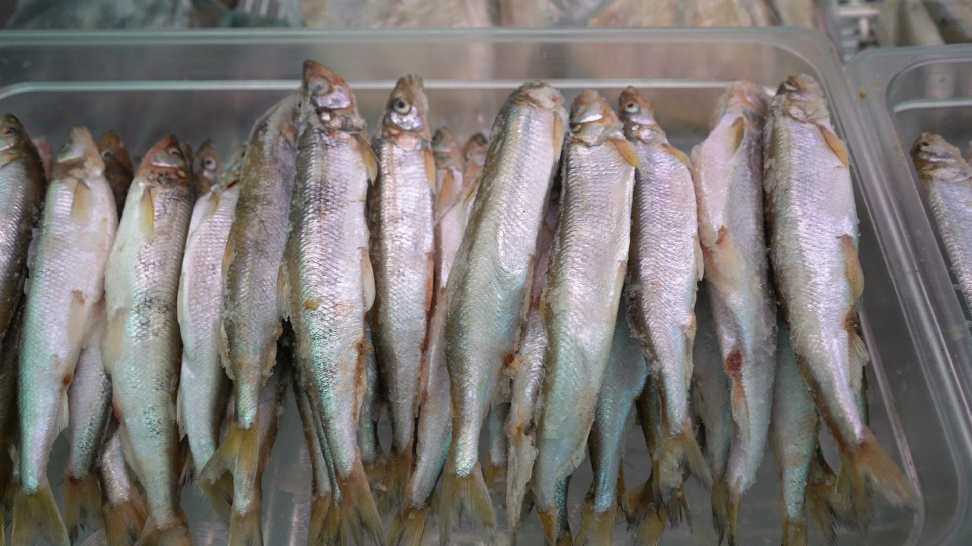 在海鲜市场的柜台上大量的冷冻熔融鱼近视视频的预览图