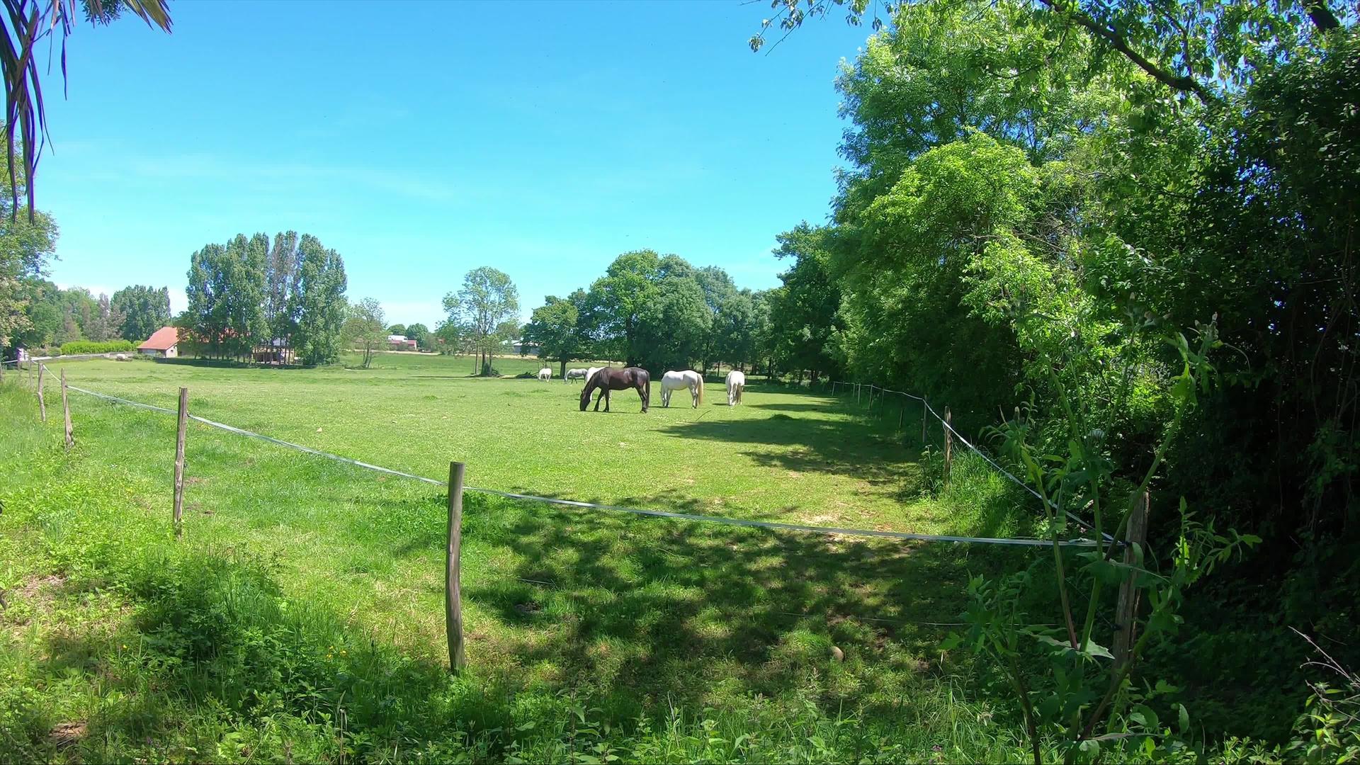 草地上的马视频的预览图