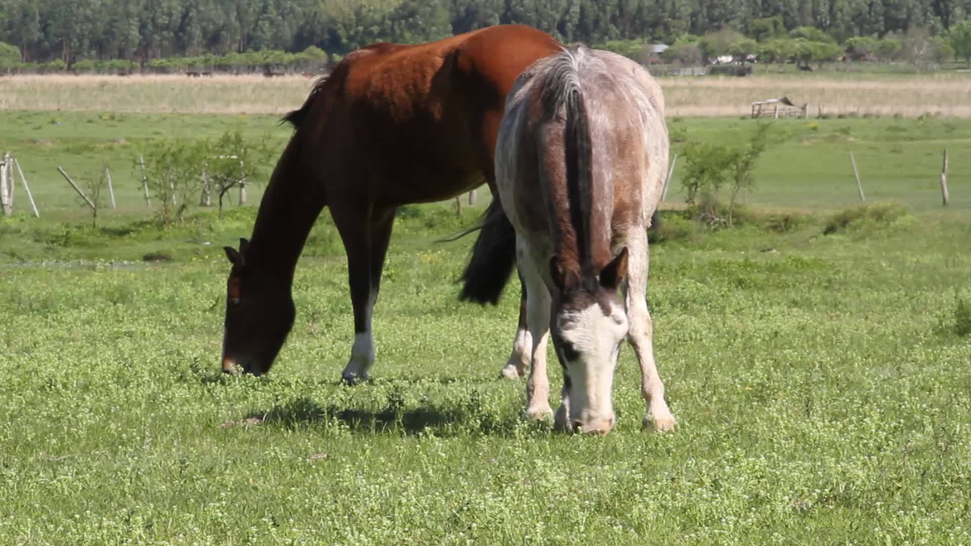 夏天在田里放牧的马视频的预览图