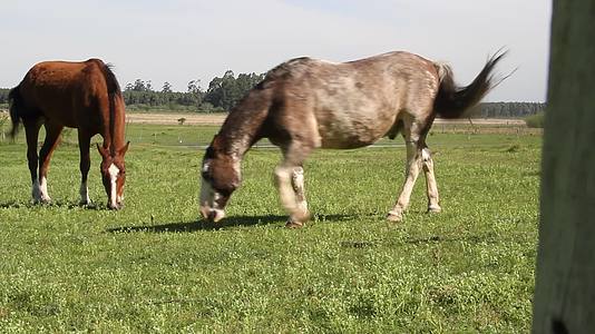 夏天在田里放牧的马视频的预览图