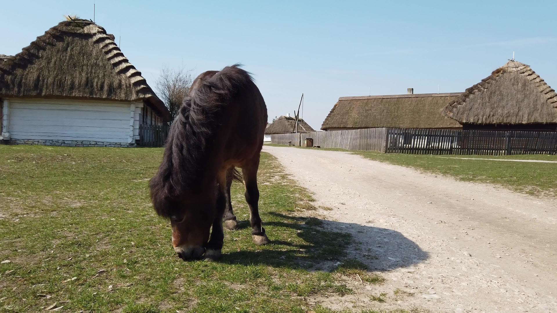 马在一个古老的欧洲凯尔特村吃草视频的预览图
