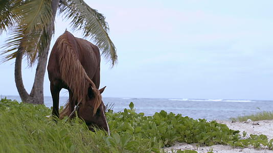 马在岸边吃草视频的预览图