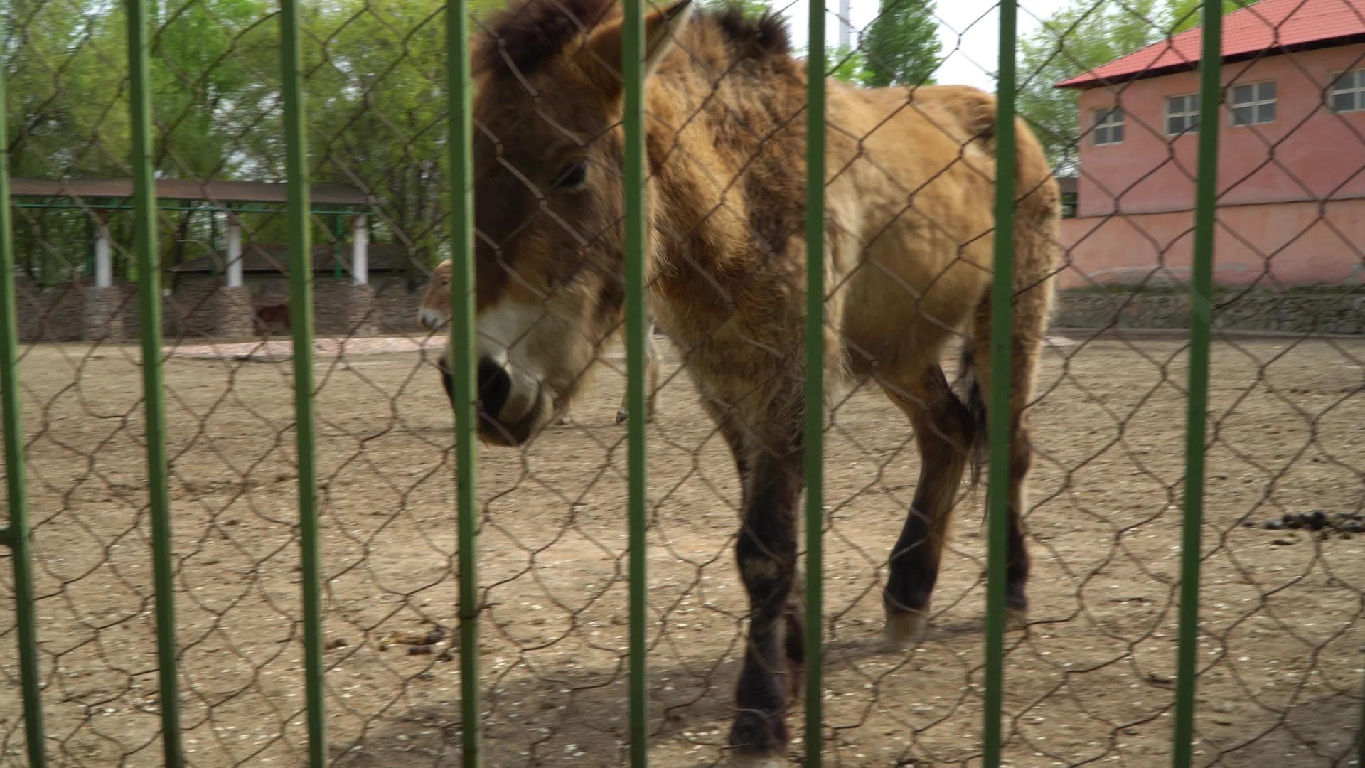 动物园里的马视频的预览图
