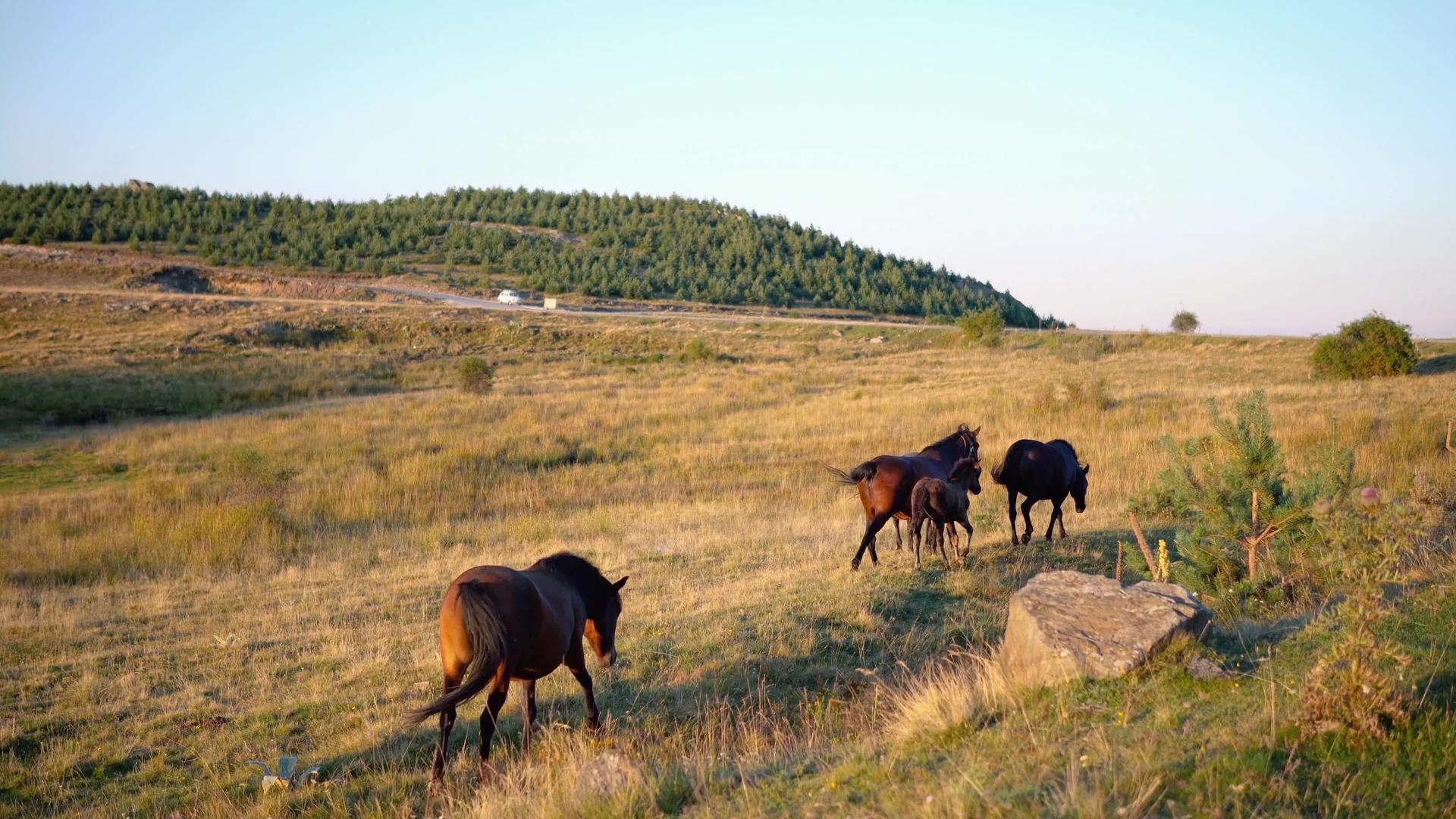 马匹家庭在山上的草地上奔跑和放牧视频的预览图