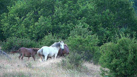 相邻的白野马在森林草原上视频的预览图