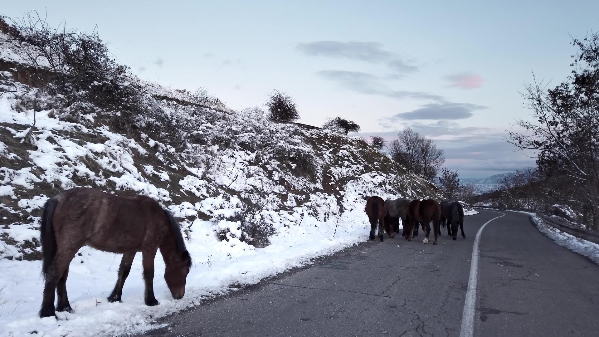站着棕色马冬天在路上放牧视频的预览图