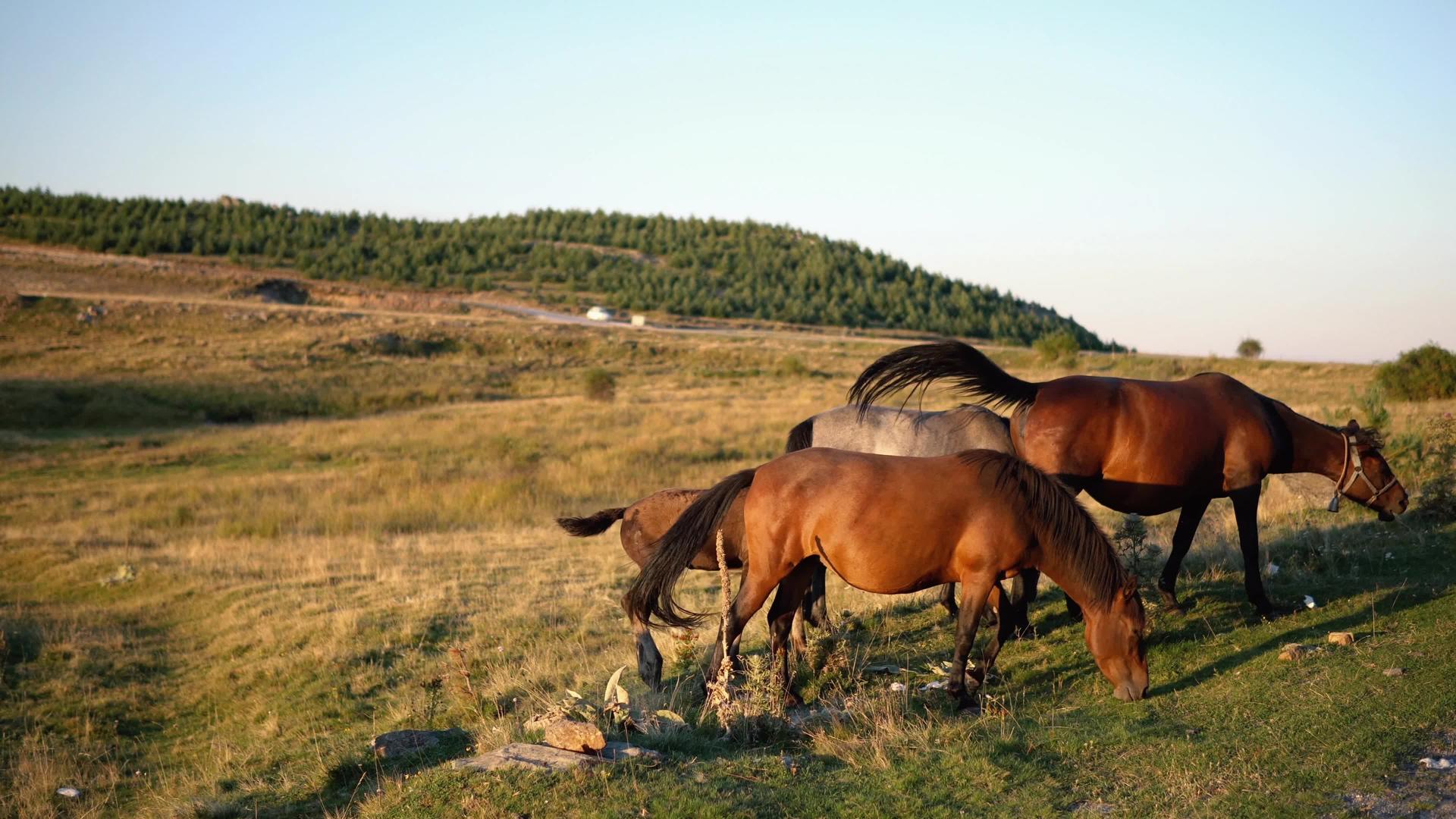 马的家人在草地上放牧视频的预览图