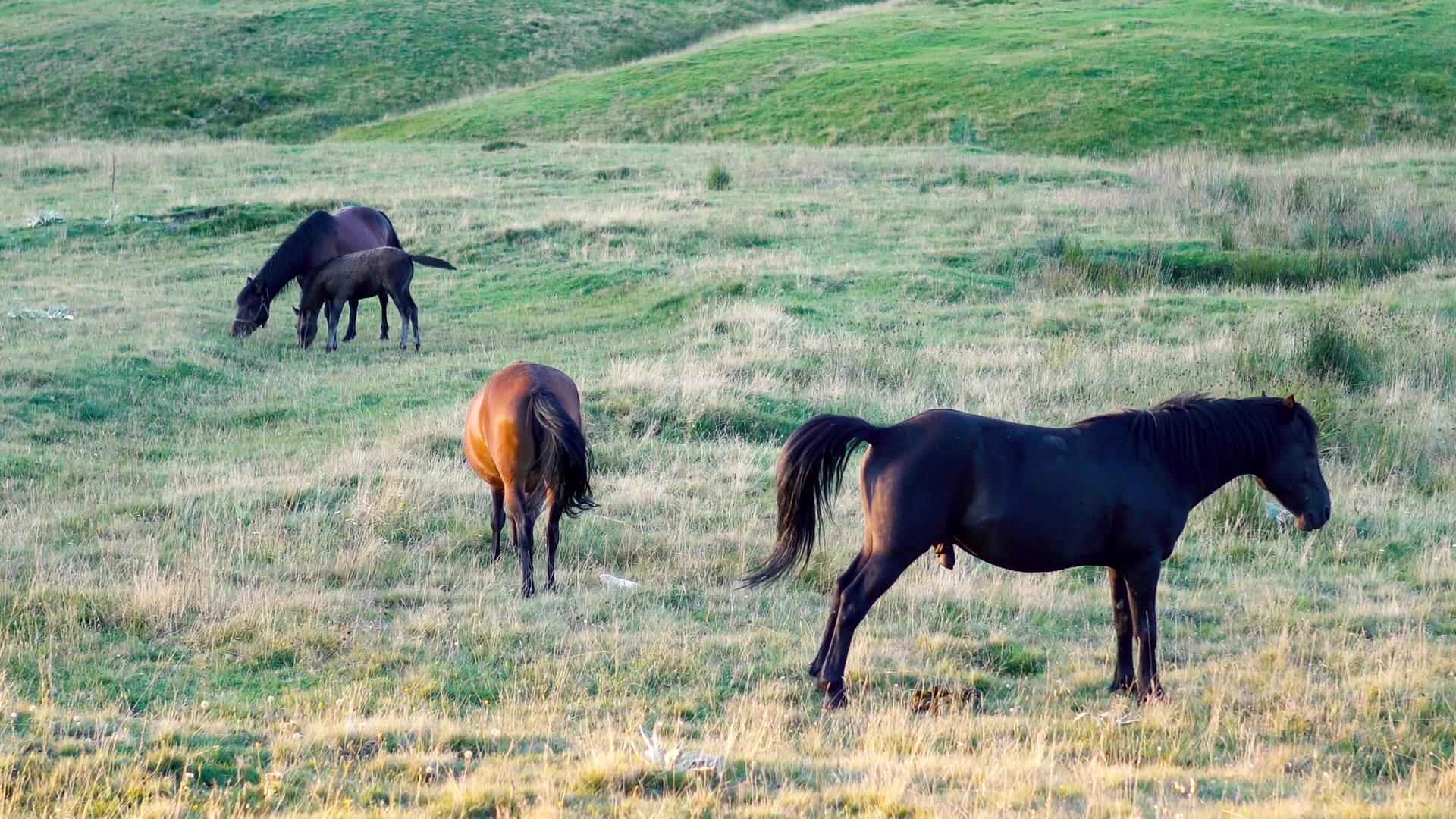 日落前在草地上放牧的马群视频的预览图