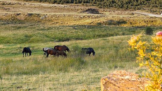 夏天的晚上马群在草地上放牧视频的预览图