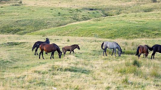 日落前在牧场放牧的马群视频的预览图