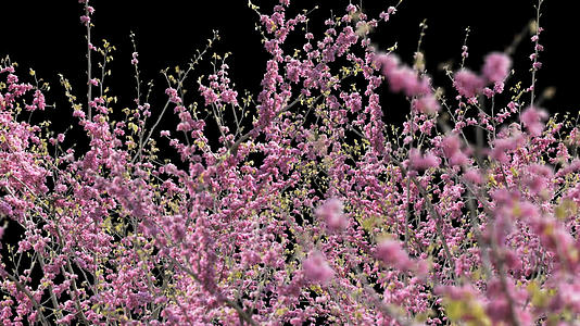 透明通道的3D樱花树从穿梭视频素材视频的预览图