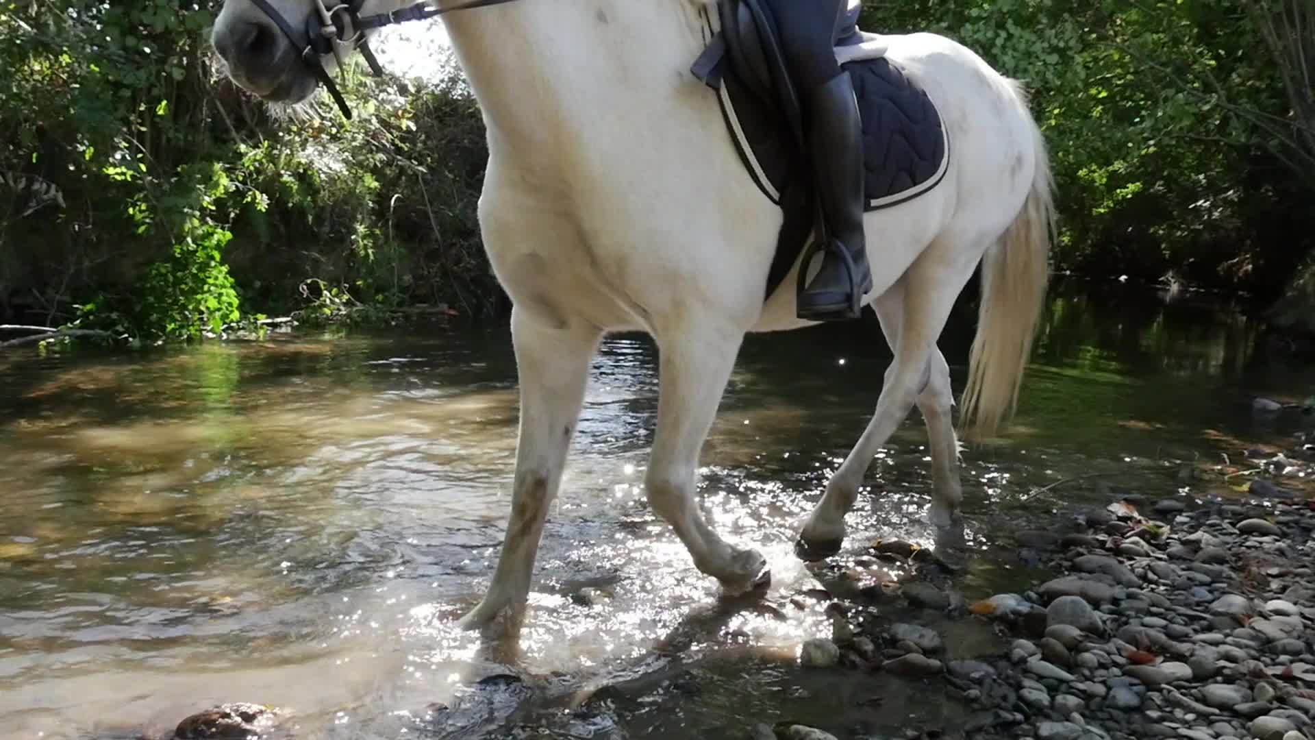 女人在河里慢慢地骑马视频的预览图