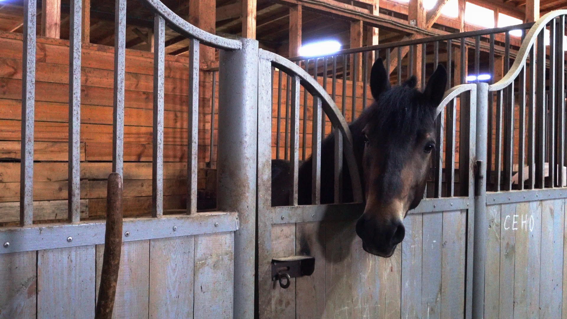 偷看马从他的马棚里出来视频的预览图