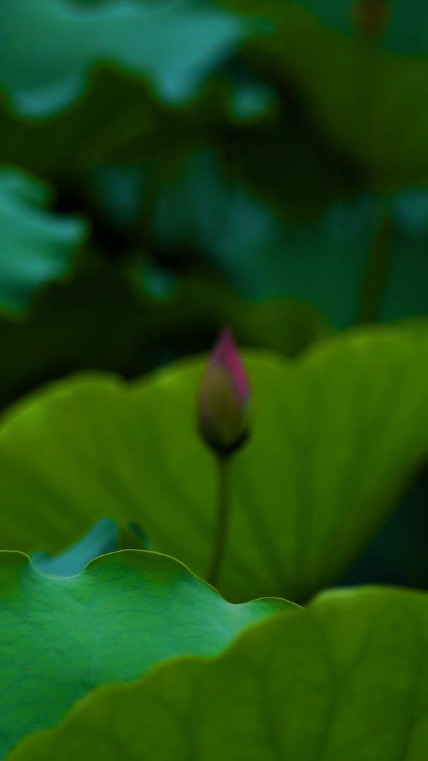 夏季荷塘粉红色荷花摄影视频的预览图