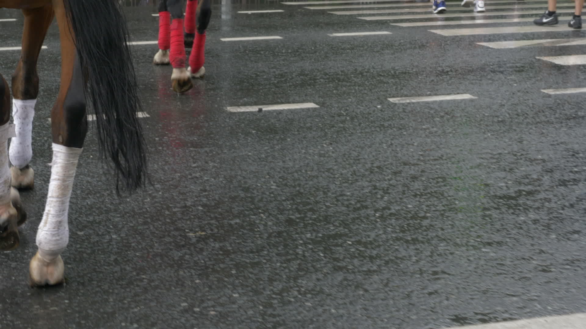 雨后夏城走在湿柏油路上的马腿上夏天城市雨后行人的脚穿过城市视频的预览图