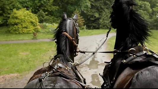 马匹沿着森林小径奔跑视频的预览图