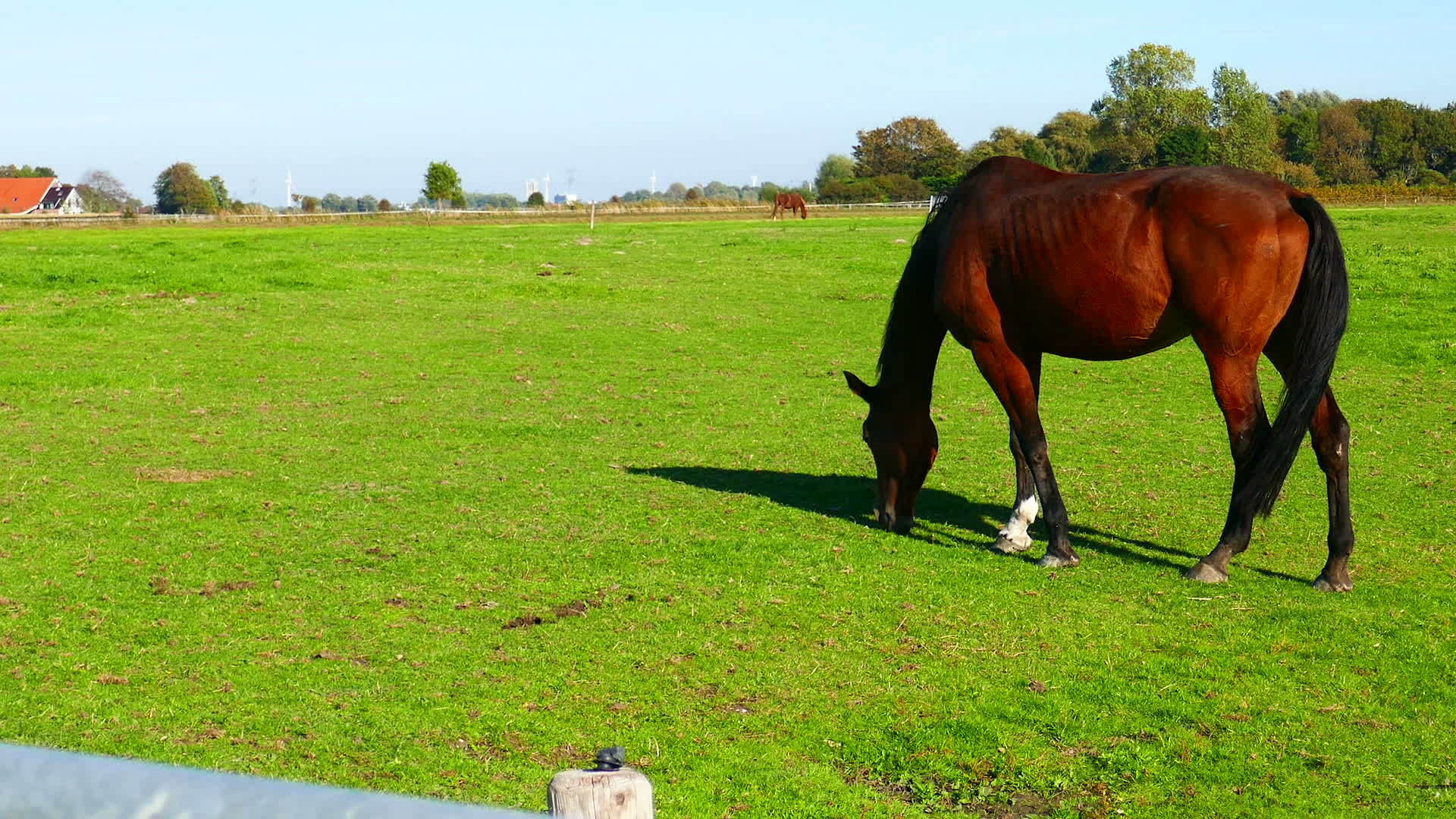 年轻的棕色马在田野里放牧视频的预览图