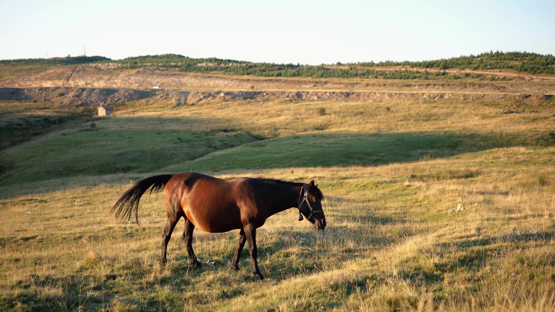 马骑在山的草地上视频的预览图