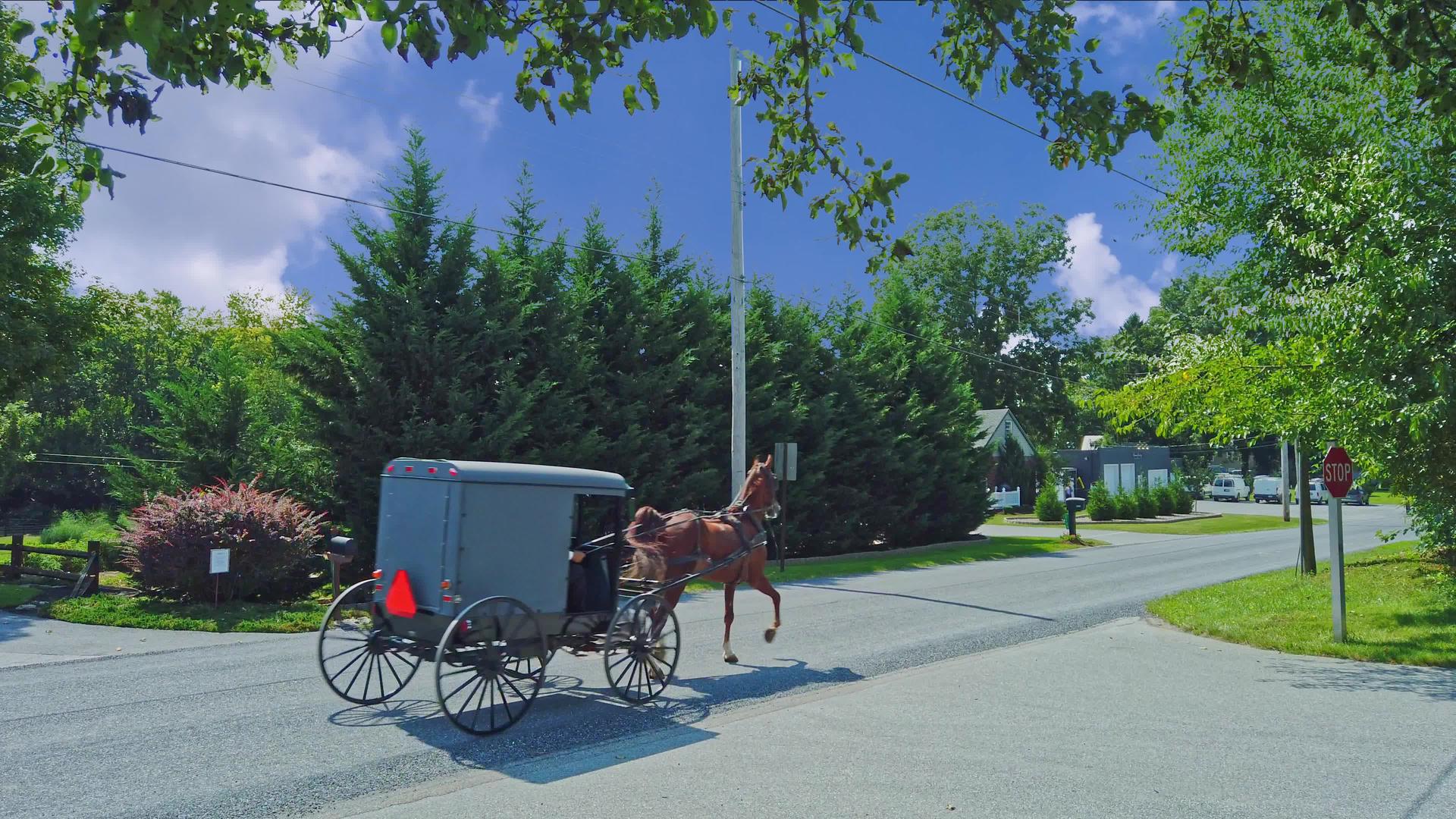 在阳光明媚的夏天阿拉伯马和虫马在乡村道路上行走视频的预览图