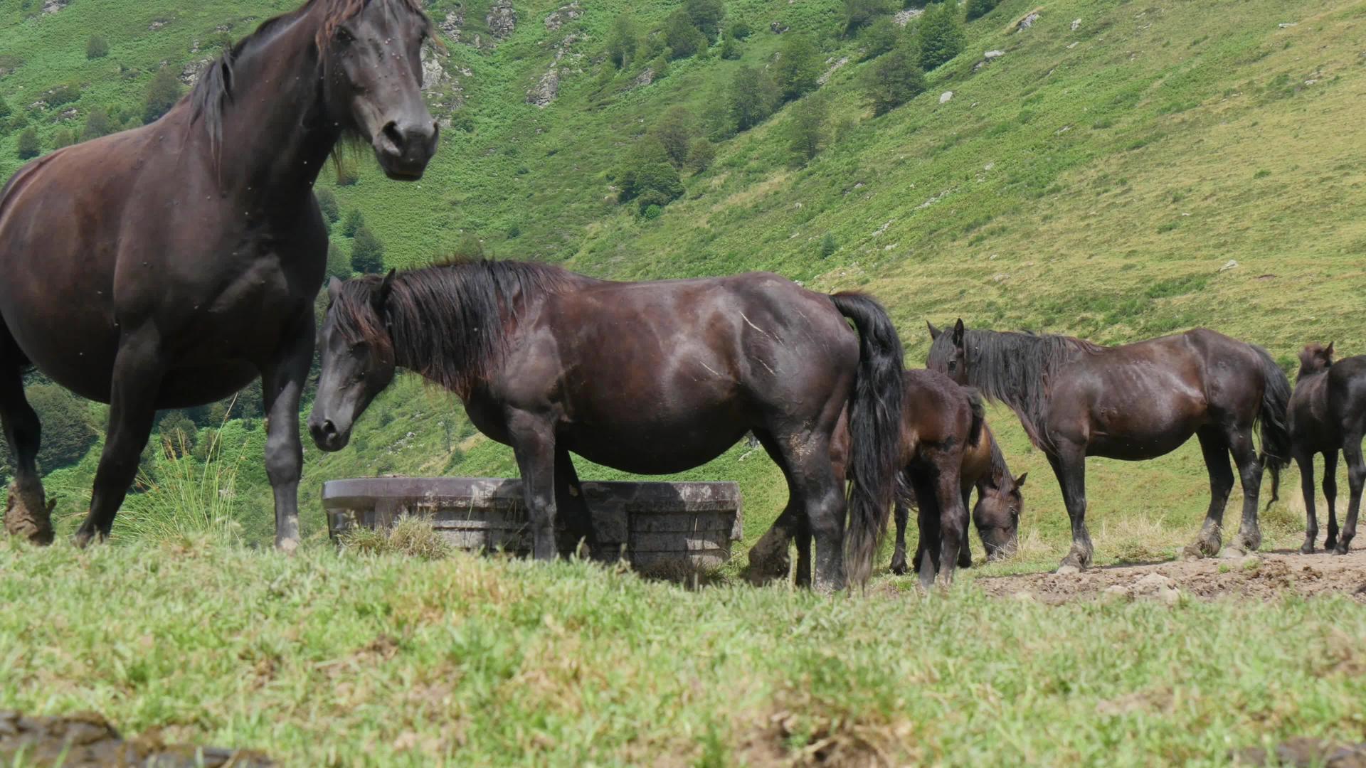 黑马在山、山、山、山中放牧视频的预览图