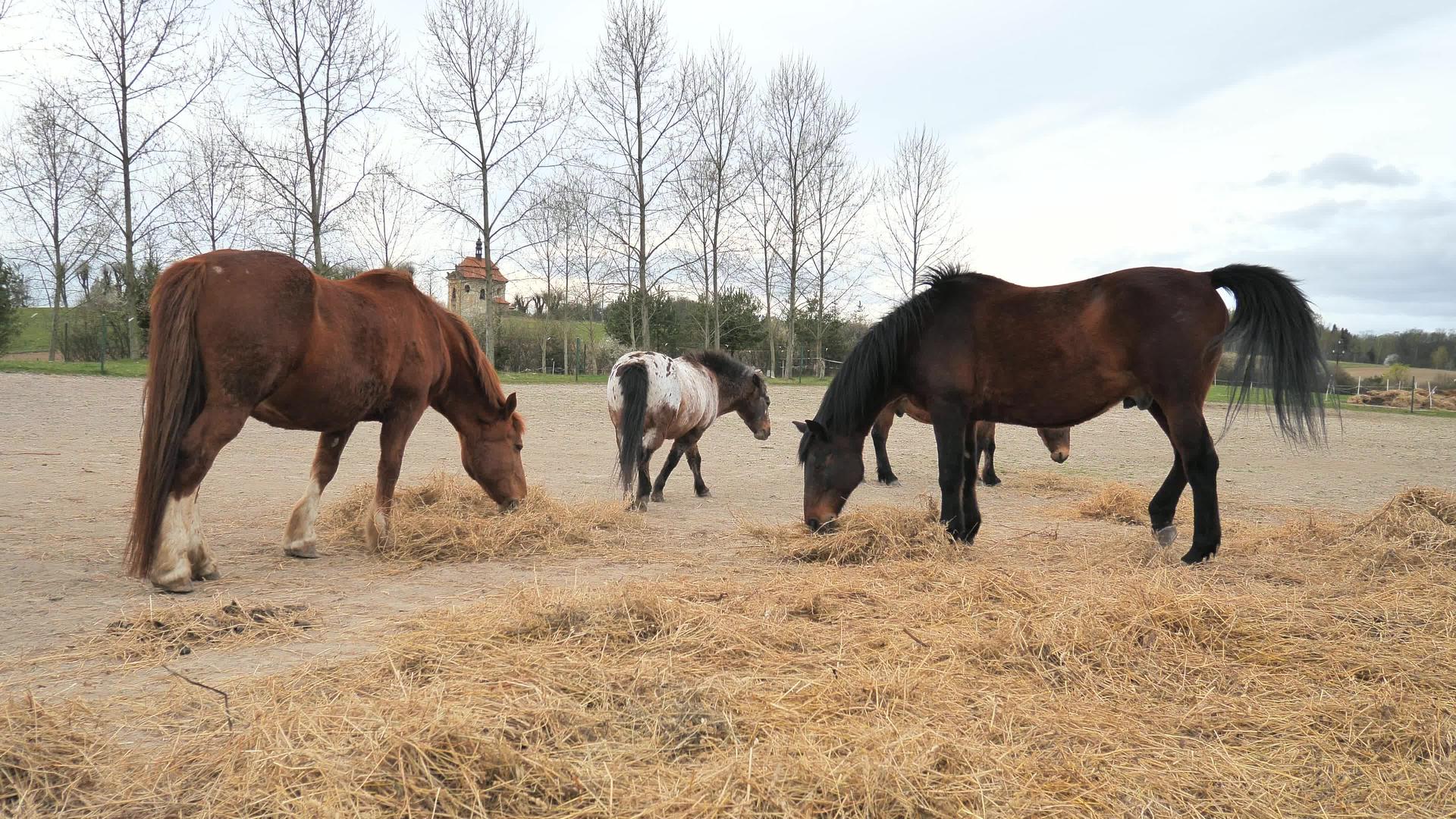 与马和小马混在一起的牧群在围场吃着准备好的干草和冷血的海湾视频的预览图