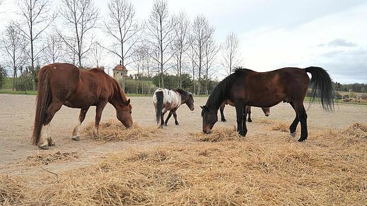 与马和小马混在一起的牧群在围场吃着准备好的干草和冷血的海湾视频的预览图