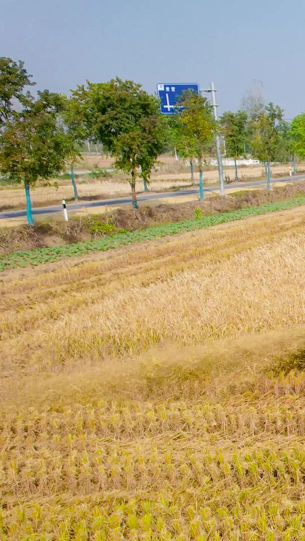 航拍农业农田秋收农业机械化收割机水稻丰收视频的预览图