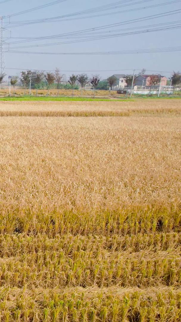 航拍农业农田秋收农业机械化收割机水稻丰收视频的预览图