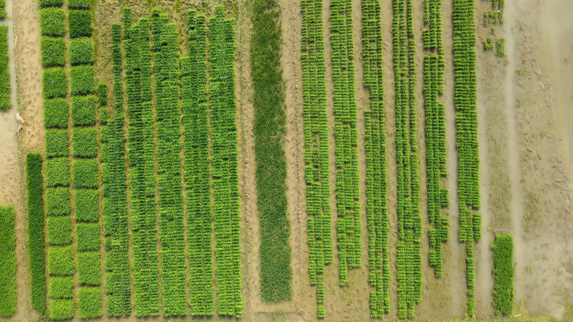 4K航拍农业种植稻田秧苗视频的预览图