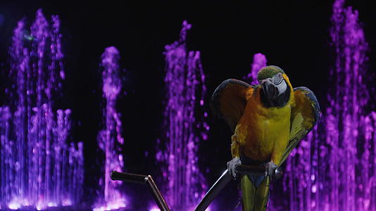 马戏团的金刚鹦鹉展出翅膀视频的预览图